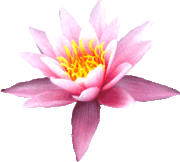 lotuscoeurjaune